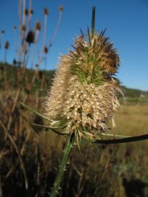 Dipsacus fullonum - Flowerhead - Click to enlarge!