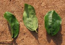 Dovyalis zenkeri - Upper and lower surface of leaf - Click to enlarge!