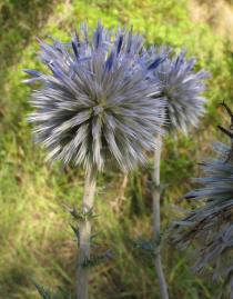 Echinops ritro - Flower head - Click to enlarge!
