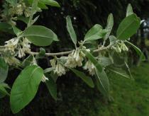 Elaeagnus umbellata - Branch with flowers - Click to enlarge!