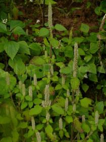 Elsholtzia pilosa - Inflorescences - Click to enlarge!