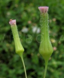 Emilia sonchifolia - Flower heads - Click to enlarge!
