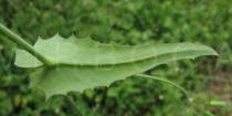 Emilia sonchifolia - Lower surface of leaf - Click to enlarge!