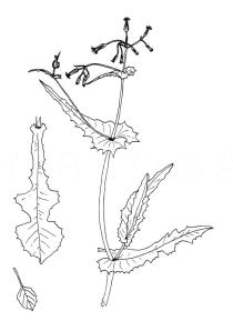 Emilia sonchifolia - Click to enlarge!