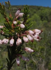 Erica multiflora - Flowers - Click to enlarge!