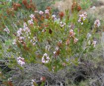 Erica multiflora - Habit - Click to enlarge!