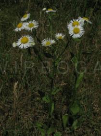 Erigeron annuus - Flower heads - Click to enlarge!