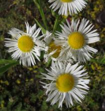 Erigeron annuus - Flowers - Click to enlarge!