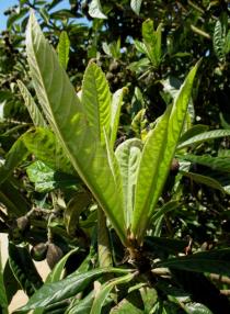 Eriobotrya japonica - Leaf flush - Click to enlarge!