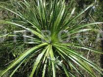 Eryngium
			horridum - Click to enlarge!