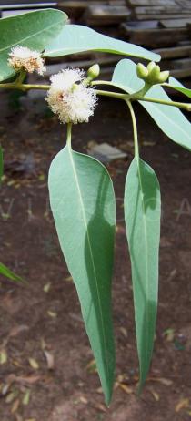 Eucalyptus camaldulensis - Leaves - Click to enlarge!