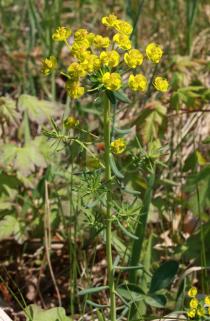 Euphorbia cyparissias - Inflorescence - Click to enlarge!