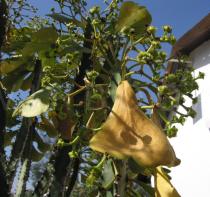 Euphorbia desmondii - Infructescences and leaf - Click to enlarge!