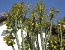Euphorbia desmondii - Foliage and infructescences - Click to enlarge!