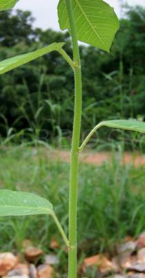 Euphorbia heterophylla - Stem - Click to enlarge!