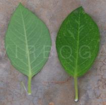 Euphorbia heterophylla - Top and lower side of leaf - Click to enlarge!