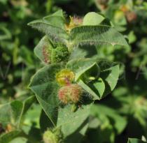 Euphorbia hirsuta - Flower - Click to enlarge!