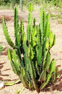 Euphorbia kamerunica - Habit - Click to enlarge!