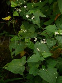 Fagopyrum abbreviata - Foliage - Click to enlarge!