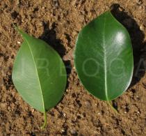 Ficus benjamina - Upper and lower surface of leaves - Click to enlarge!