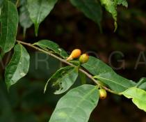 Ficus henryi - Fruits - Click to enlarge!