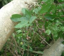 Ficus
			racemosa - Click to enlarge!