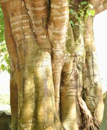 Ficus religiosa - Trunk - Click to enlarge!
