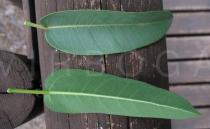 Ficus salicifolia - Upper and lower surface of leaf - Click to enlarge!
