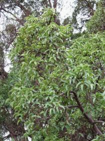 VIRBOGA - Ficus salicifolia