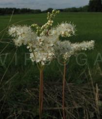 Filipendula ulmaria - Inflorescence - Click to enlarge!