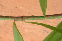 Flagellaria guineensis - Leaf insertion and curling leaf tip tendril - Click to enlarge!