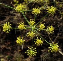 Foeniculum vulgare - Inflorescence - Click to enlarge!