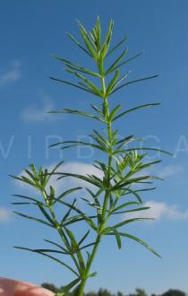 Galium verum - Foliage - Click to enlarge!