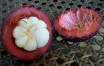 Garcinia
		mangostana - Click to enlarge!