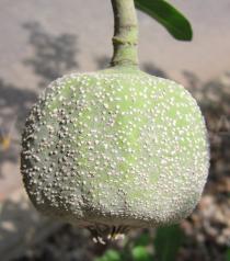 Gardenia ternifolia - Fruit - Click to enlarge!