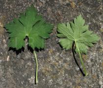 Geranium wallichianum - Upper and lower surface of leaf - Click to enlarge!