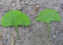 Ginkgo biloba - Upper and lower side of leaf - Click to enlarge!