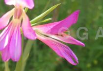 Gladiolus italicus - Flower, side view - Click to enlarge!