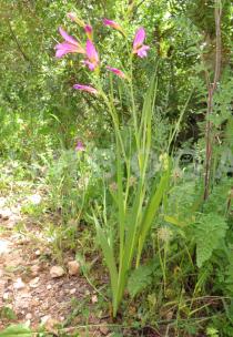 Gladiolus italicus - Habit - Click to enlarge!