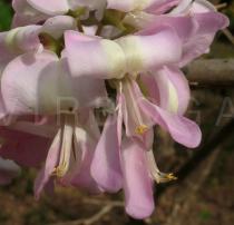 Gliricidia sepium - Flower - Click to enlarge!