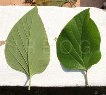 Gmelina arborea - Upper and lower surface of leaf - Click to enlarge!