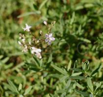 Gypsophila repens - Flowers - Click to enlarge!