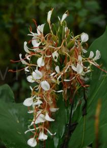 Hedychium neocarneum - Inflorescence - Click to enlarge!