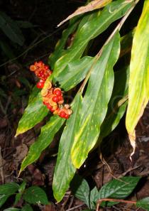 Hedychium villosum - Foliage and infructescence - Click to enlarge!
