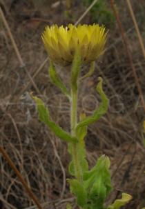 Helichrysum aureum - Flower head, side view - Click to enlarge!