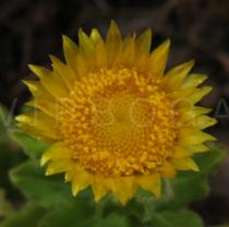 Helichrysum aureum - Flower head - Click to enlarge!