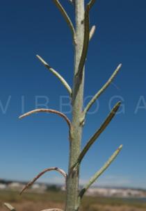Helichrysum stoechas - Leaf insertion - Click to enlarge!