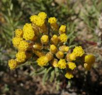 Helichrysum stoechas - Inflorescence - Click to enlarge!