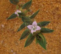 Hexasepalum teres - Flower - Click to enlarge!