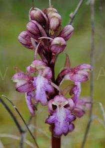 Himantoglossum robertianum - Inflorescence - Click to enlarge!